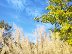 -野鸭湖国家湿地公园
