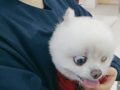 -全心全意连锁动物医院·微创中心·内科急重症·心脏专科(丰管路店)