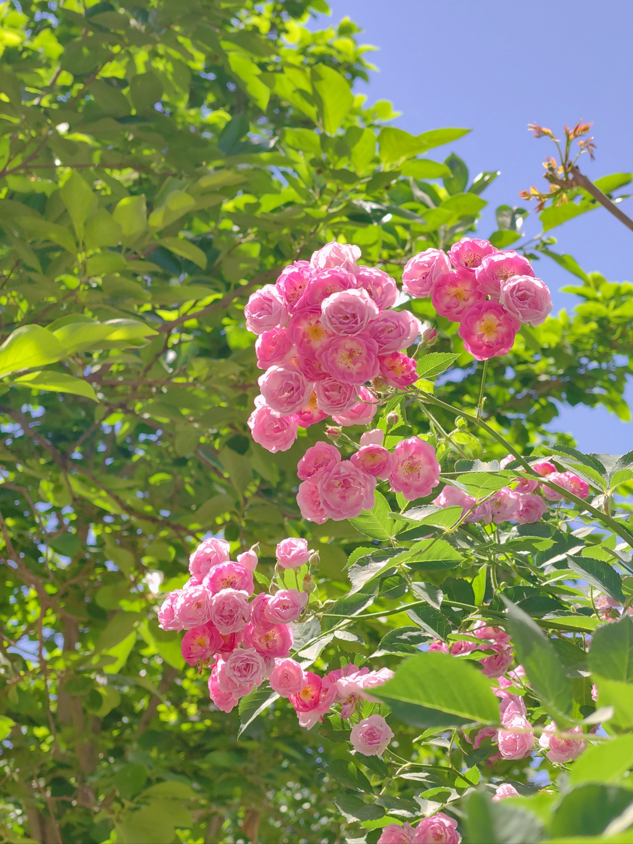 真实的花朵 风景图片