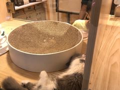 -屋虎猫馆(宝安大仟里店)