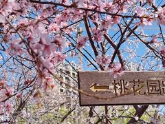 -桃花堤公园