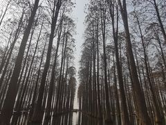 -渌洋湖湿地公园