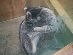 -藦茜花园宠物主题亲子互动体验馆(国顺东路店)