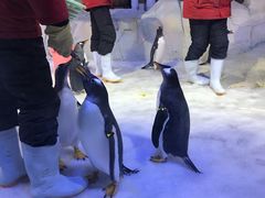 -芜湖新华联大白鲸海洋公园