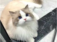 -翊宠yipet猫狗购宠庄园犬舍•猫舍