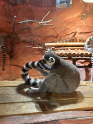 -Zoolung Zoolung动物主题公园(海信广场店)