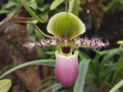 -中国科学院华南植物园