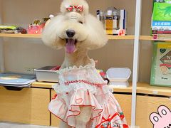 -宠物梦想家(日月豪庭店)