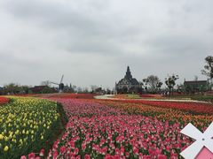 -荷兰花海