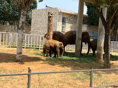 -石家庄市动物园