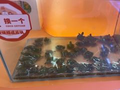 -可爱抓 COCO  GOTCHA(天津鹏欣水游城店)