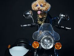 -超宠爱宠物摄影-Super pet