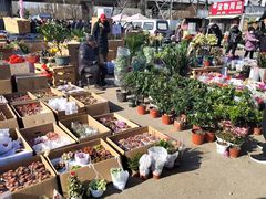 -中环花鸟鱼虫市场