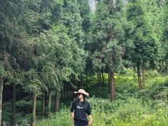 -重庆睡佛山森林公园
