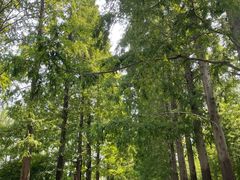 -黄海国家森林公园