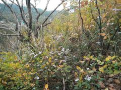 -鲁山国家森林公园