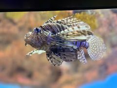 -上海海洋水族馆