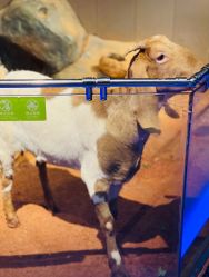 -未来动物城动物主题公园(大悦城店)