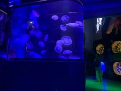 -芜湖新华联大白鲸海洋公园