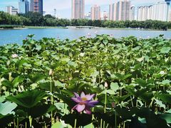 -莲花池公园