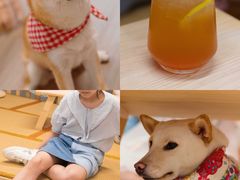 -柴迷FANS CLUB·柴犬狗咖·猫咖