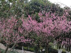 -南山植物园