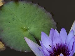 -东莞植物园