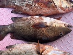 -小猫钓鱼海钓俱乐部(椰梦长廊店)