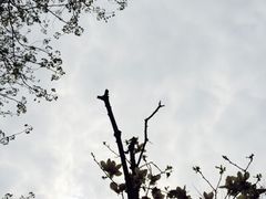 iphone_upload_pic-望江楼公园