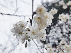 -龙头寺公园