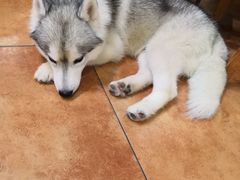 -more than meow吴止猫主题餐厅(承德 中船汇店)