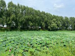 -白渔泡湿地公园