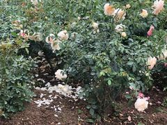 -人民公园(罗湖区)