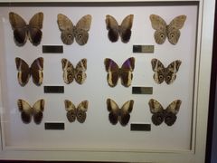 -上海昆虫博物馆