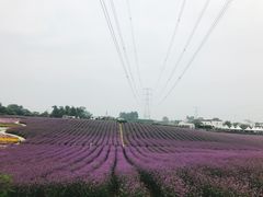 -紫颐香薰山谷景区