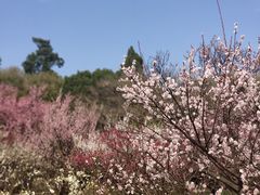-无锡梅园公园