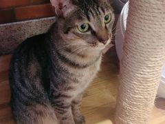 -more than meow吴止猫主题餐厅(承德 中船汇店)