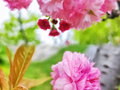 -王借岗森林公园