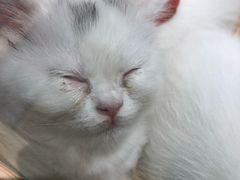 -屋虎猫馆(宝安大仟里店)