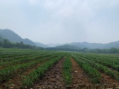 -中国茶叶博物馆(双峰馆区)