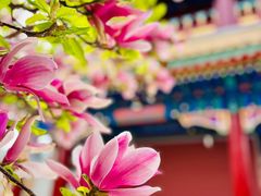 -天津大悲禅院