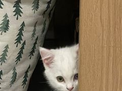 -乐琪宠物医院·犬猫专科·骨外科·急重症