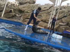 -芜湖新华联大白鲸海洋公园