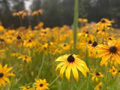 -永定河休闲森林公园