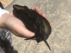 -悉尼歌剧院