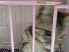 -瑞鹏宠物医院·骨科·猫科·内科(第一中心)