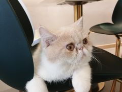 -飞行喵MR PILOT|猫舍·猫咖(静安大融城店)