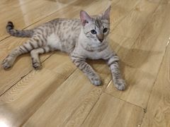 -Cappucimeow猫咪咖啡馆(韦伯时代店)