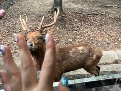 -清迈夜间动物园