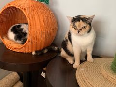 -Cappucimeow猫咪咖啡馆(韦伯时代店)